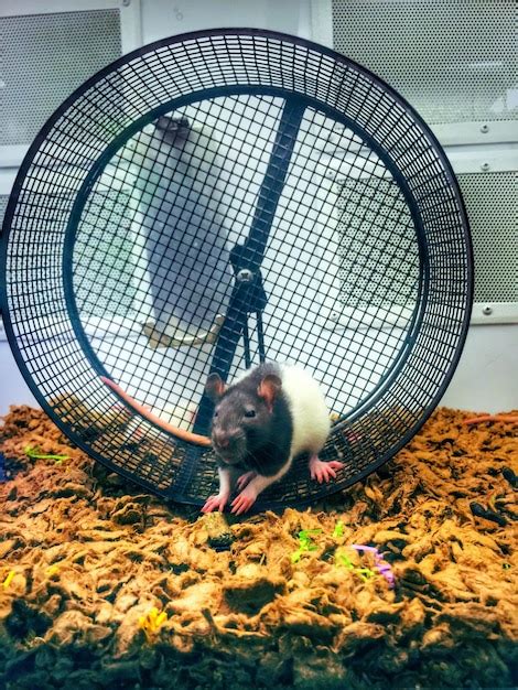 rat exercise wheel